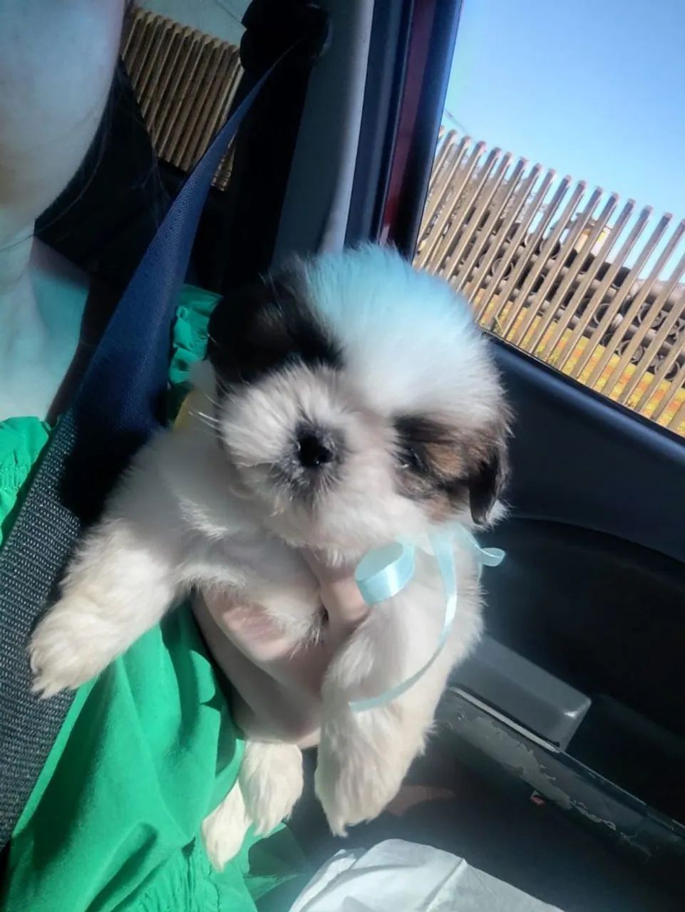 Shih-tzu Mini macho e fêmea 