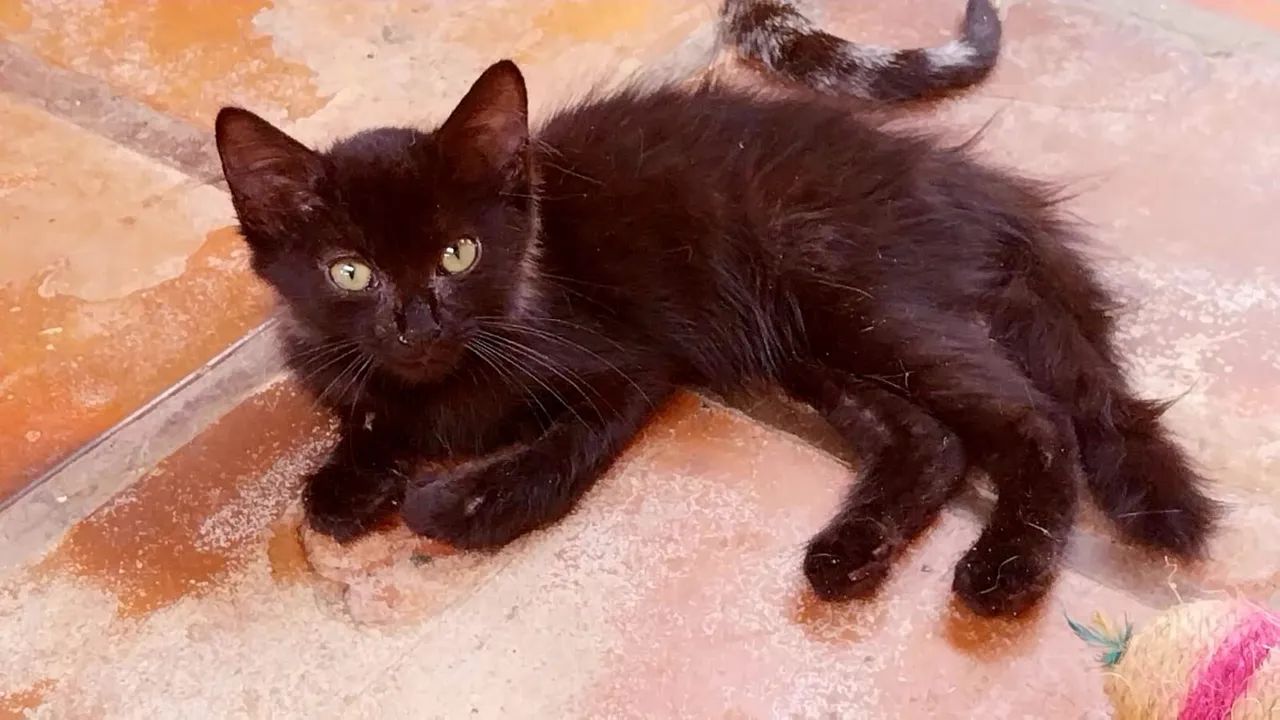 Gatinha filhote preta