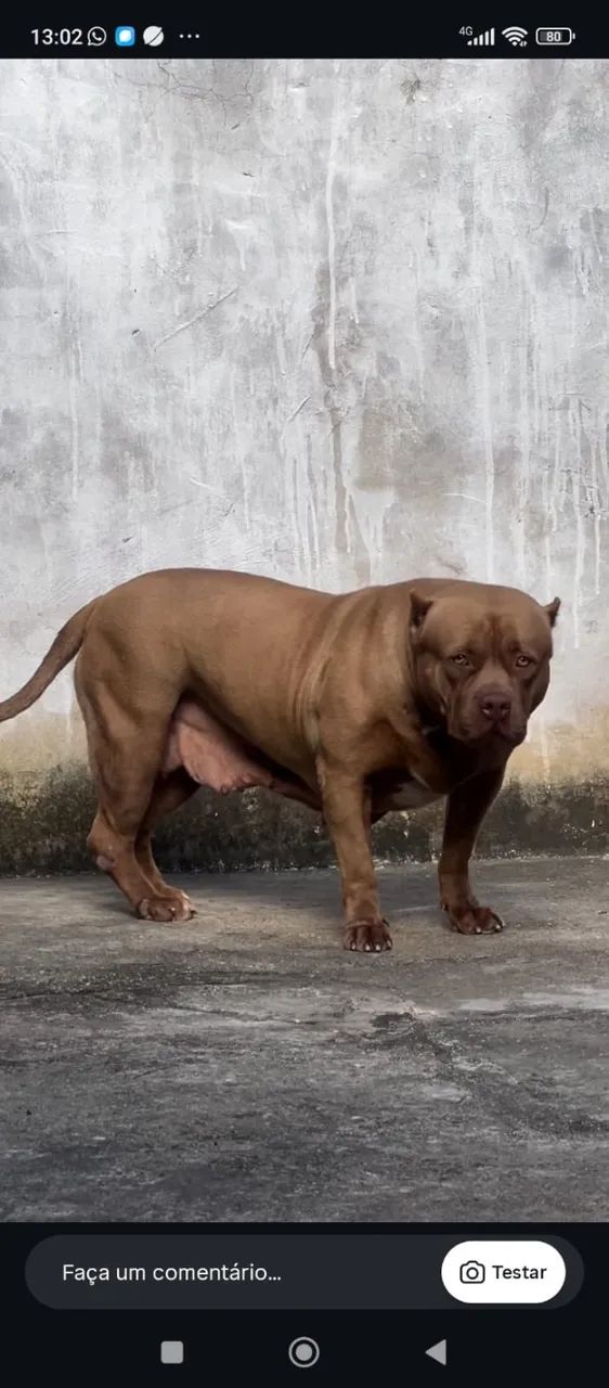 Pitbull fêmea - Cachorros - Itaporanga D'Ajuda 1518789137 | OLX