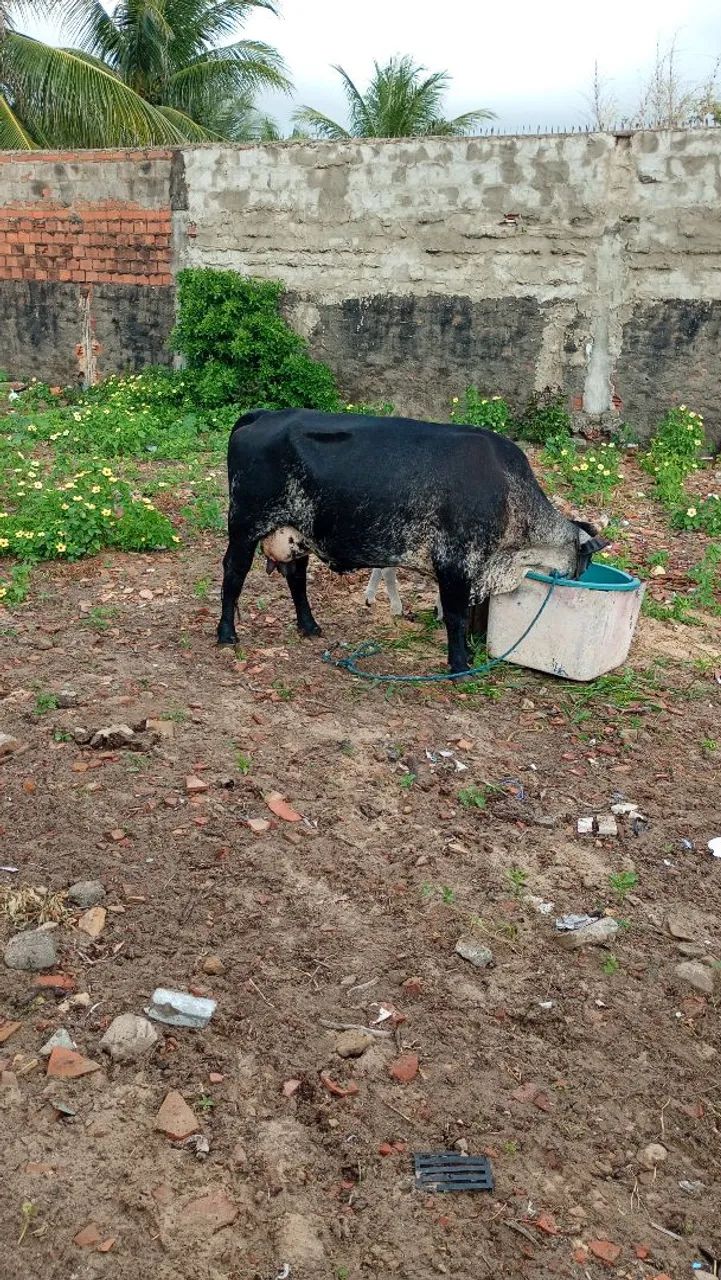 Vaca parida vendo  - Foto 5