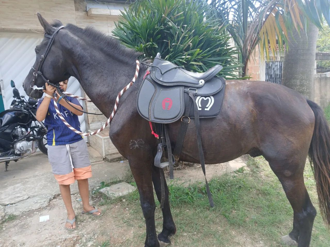 Cavalo mangalarga  - Foto 2