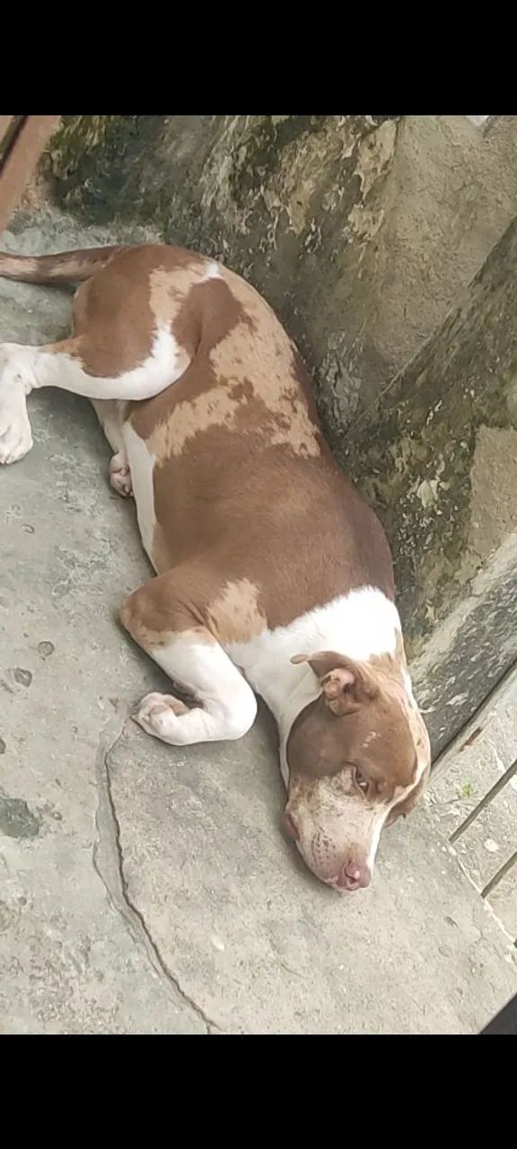 Vendo Pit monster 