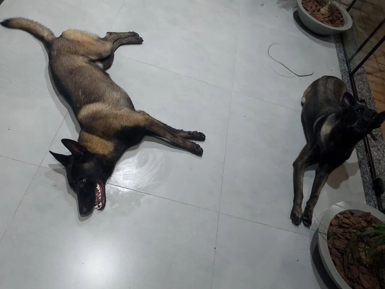 Pastor belga malinois  - Foto 3
