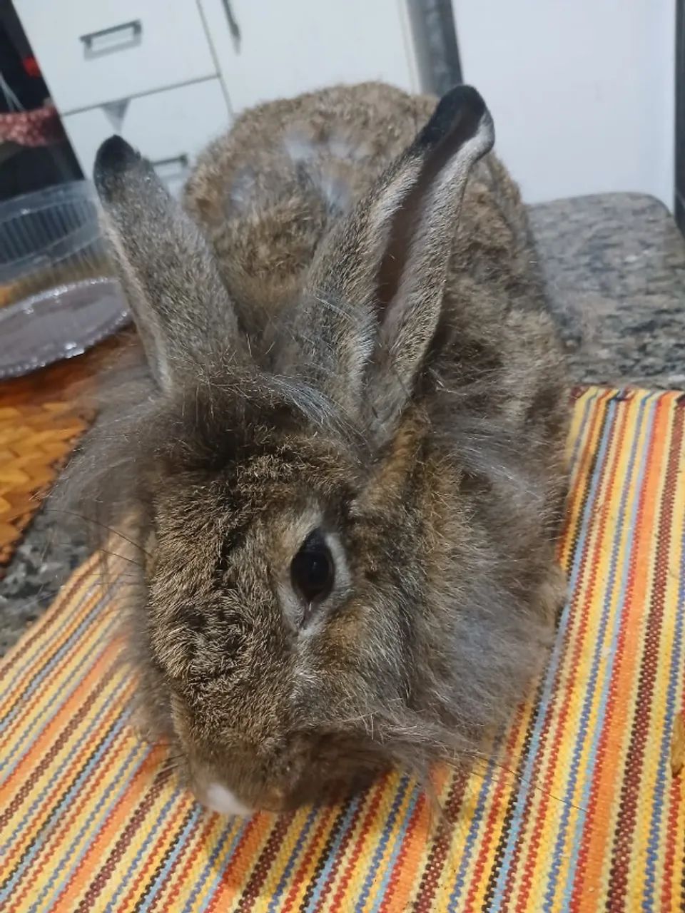 coelha pronta engravidar com 4kg