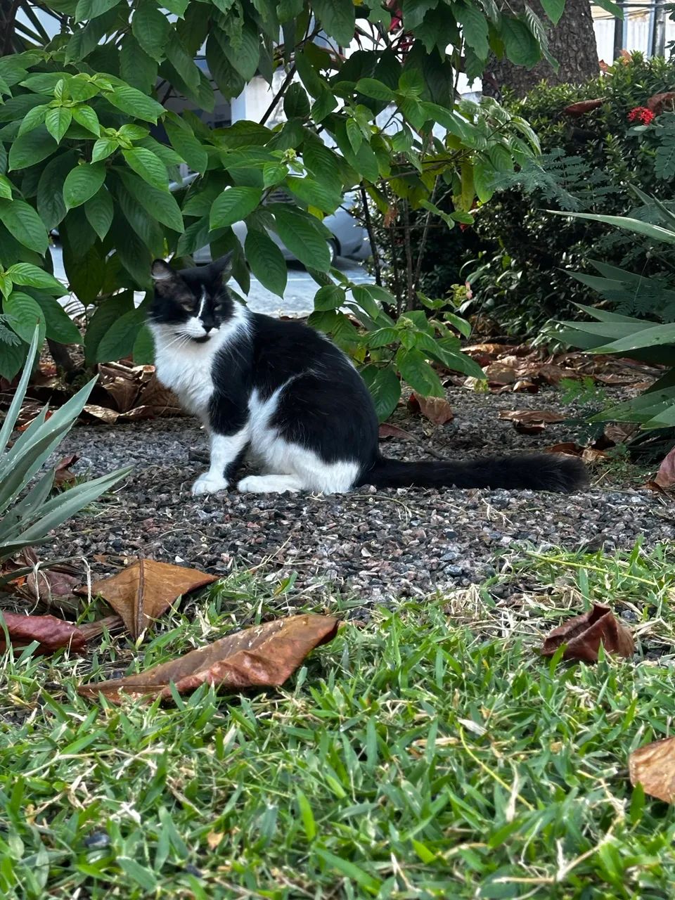 Gatão para adoção  - Foto 2