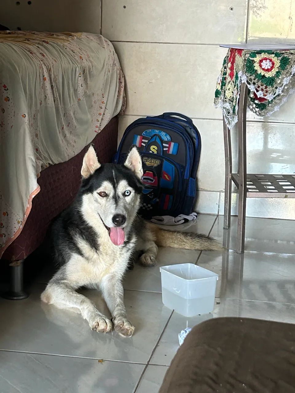 Husky siberiano  - Foto 2
