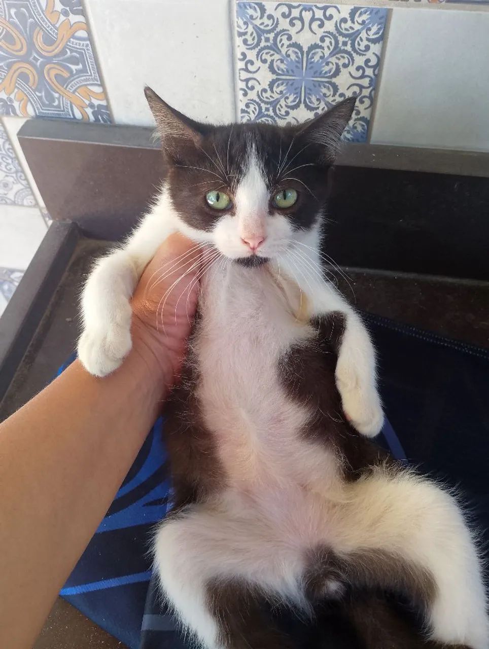 Doação de gatinho macho - Foto 2