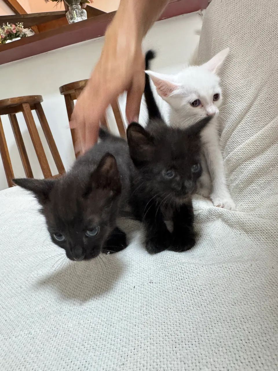 Gatinhos Filhotes para ADOÇÃO
