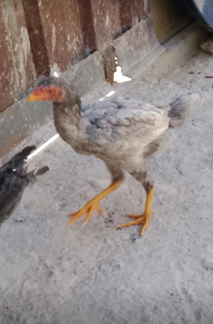 FRANGO ÍNDIO PURO - Foto 3
