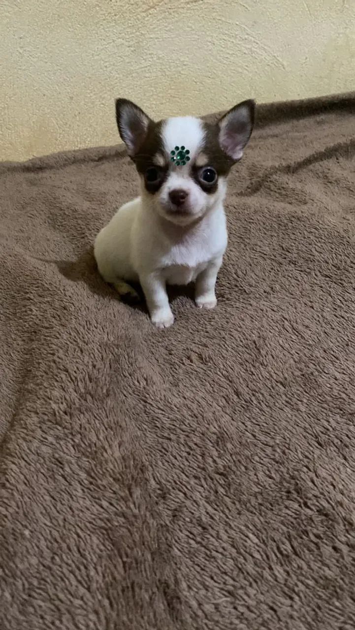 Chihuahua  - Foto 5