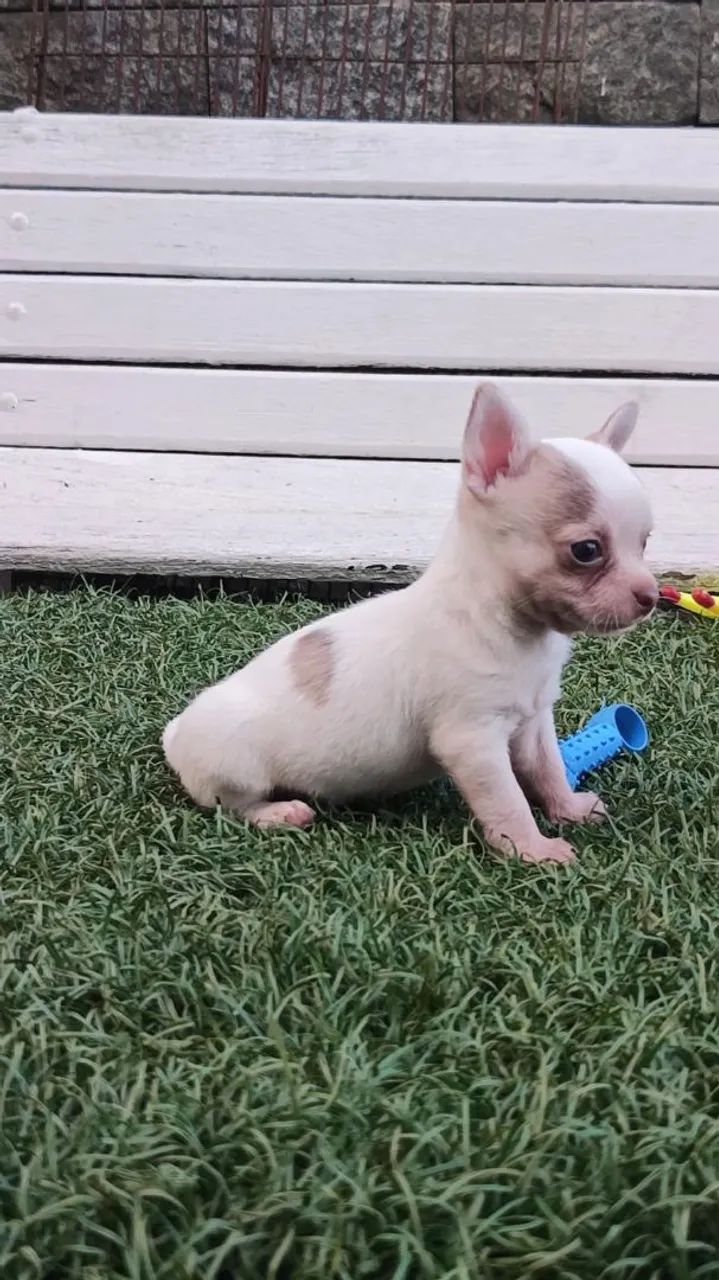 Chihuahua  - Foto 3