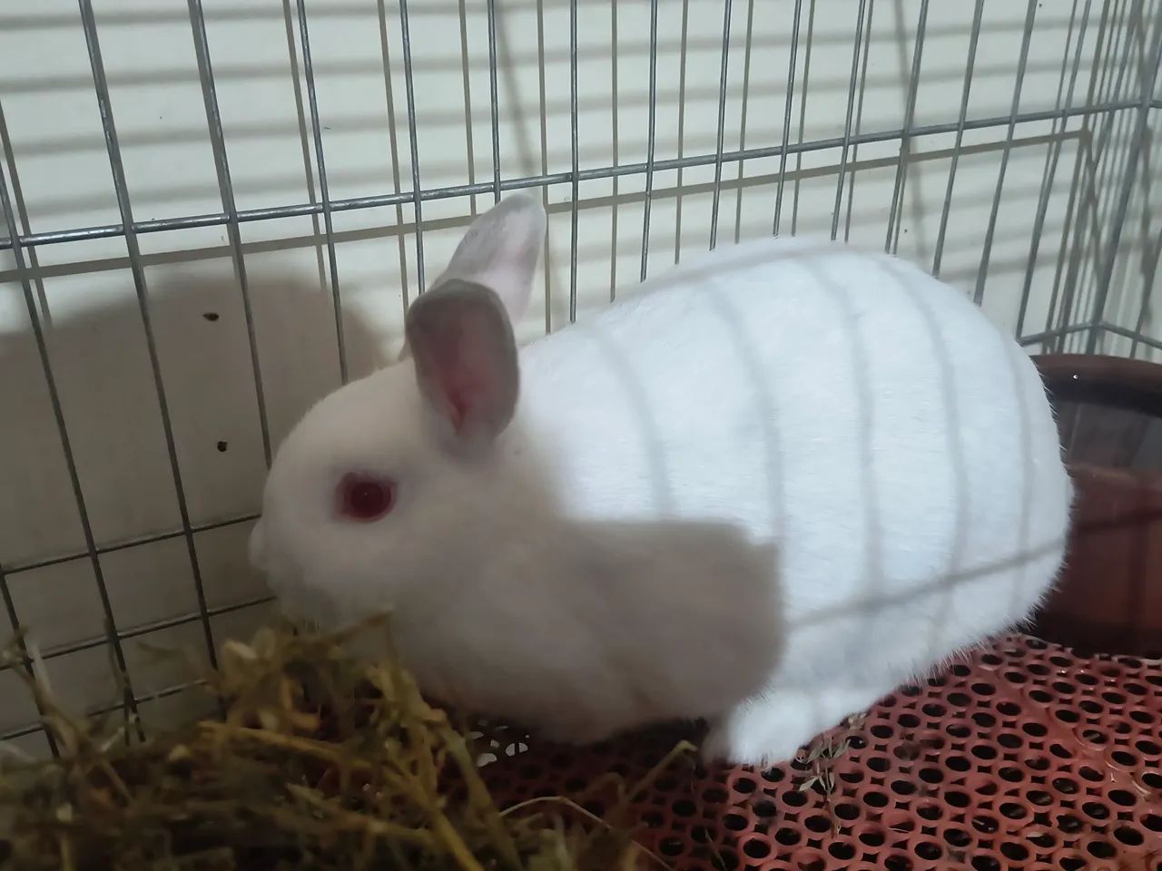 Mini Coelha - Foto 3
