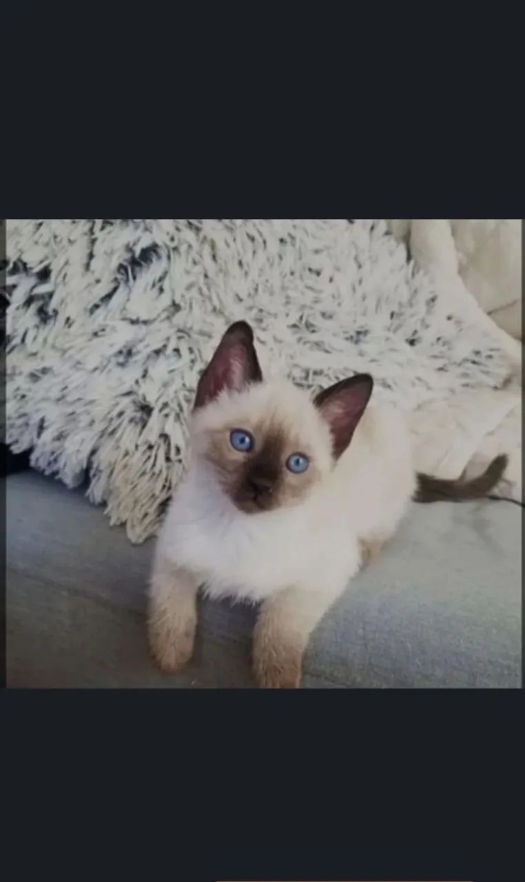 Gato macho siamês macho pura raça - Foto 3