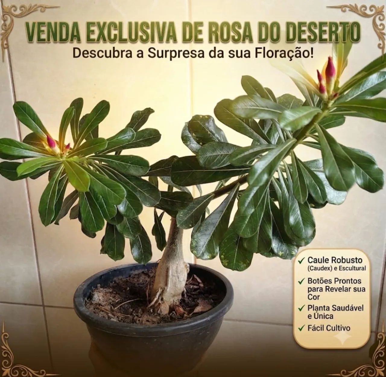 Rosa do deserto 