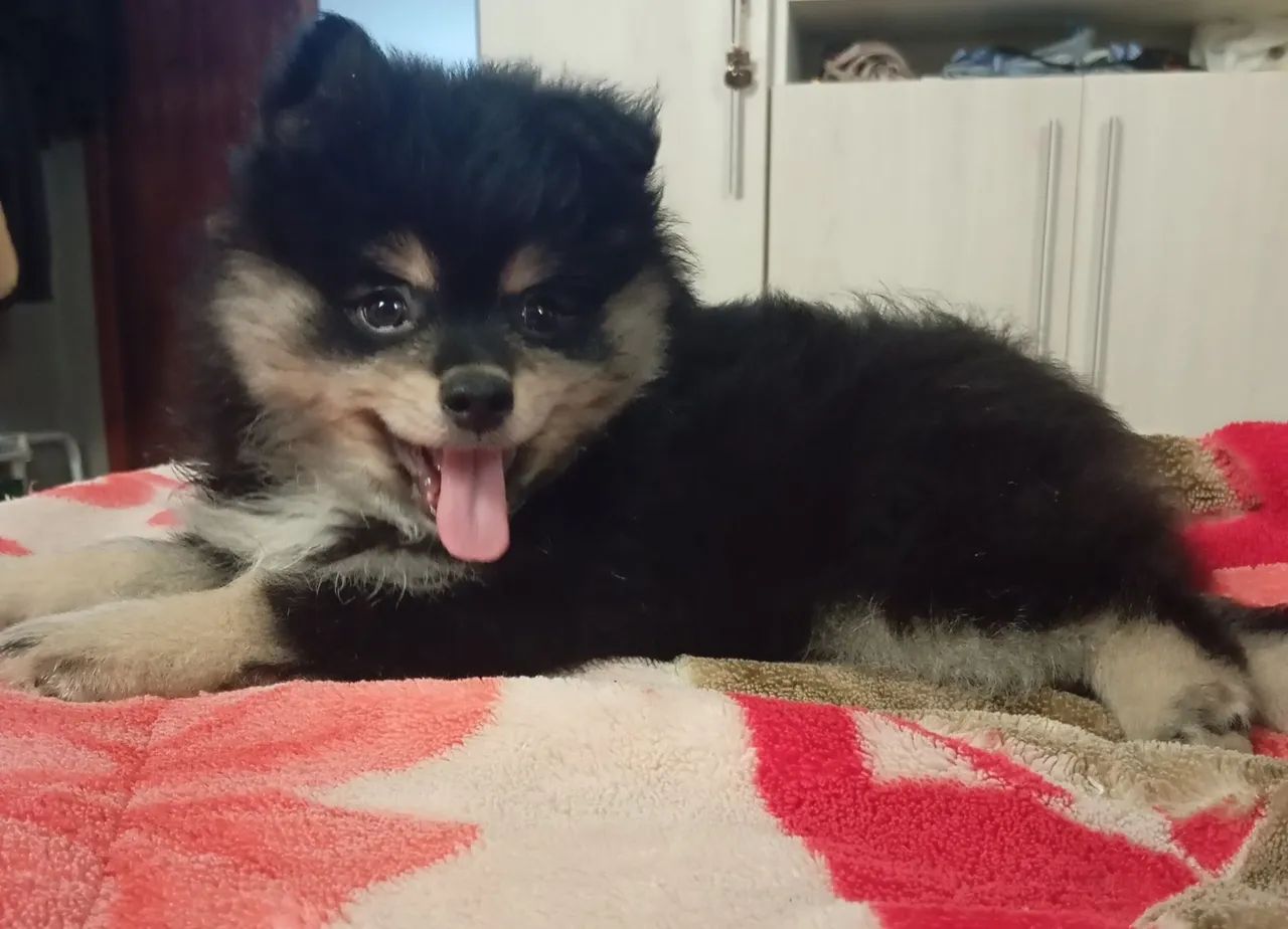 Machinho de Spitz Alemão  - Foto 2