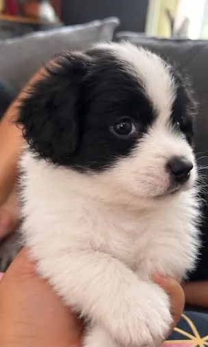 Filhote de poodle com spitz alemão  - Foto 3