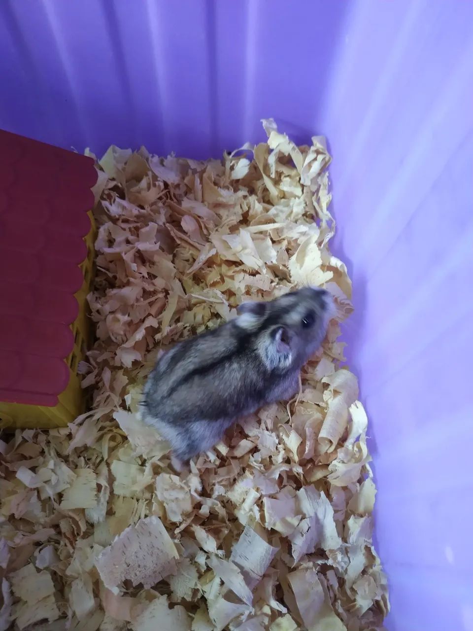 Hamster - Foto 2