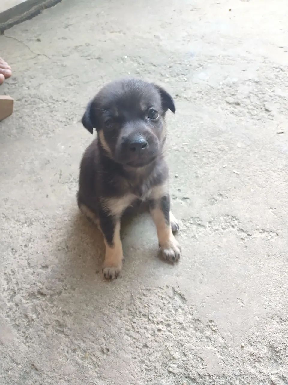 Estou doando essa cachorrinha 