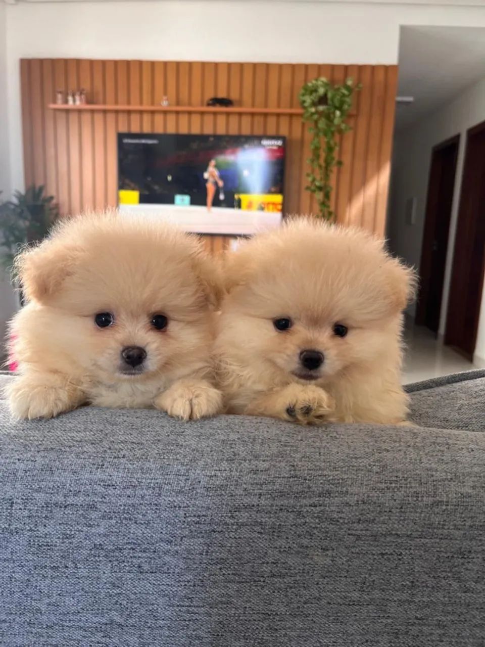 Filhote de Spitz Alemão- Lulu da Pomerânia A partir de 2.500,00 R$ - Foto 6