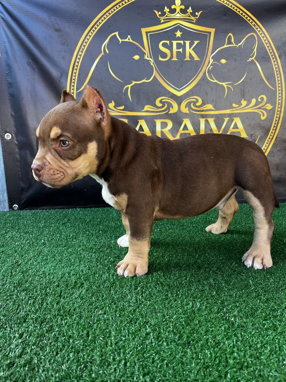 American Bully micro TriChoco - Foto 5