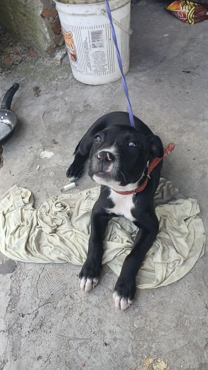 Cachorro 