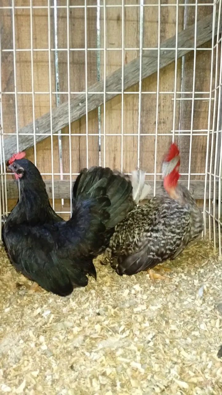 Lindo casal - Foto 5