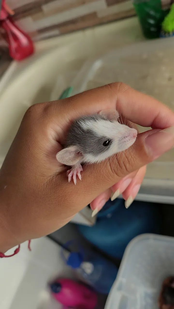 Ratos Twister  - Foto 2