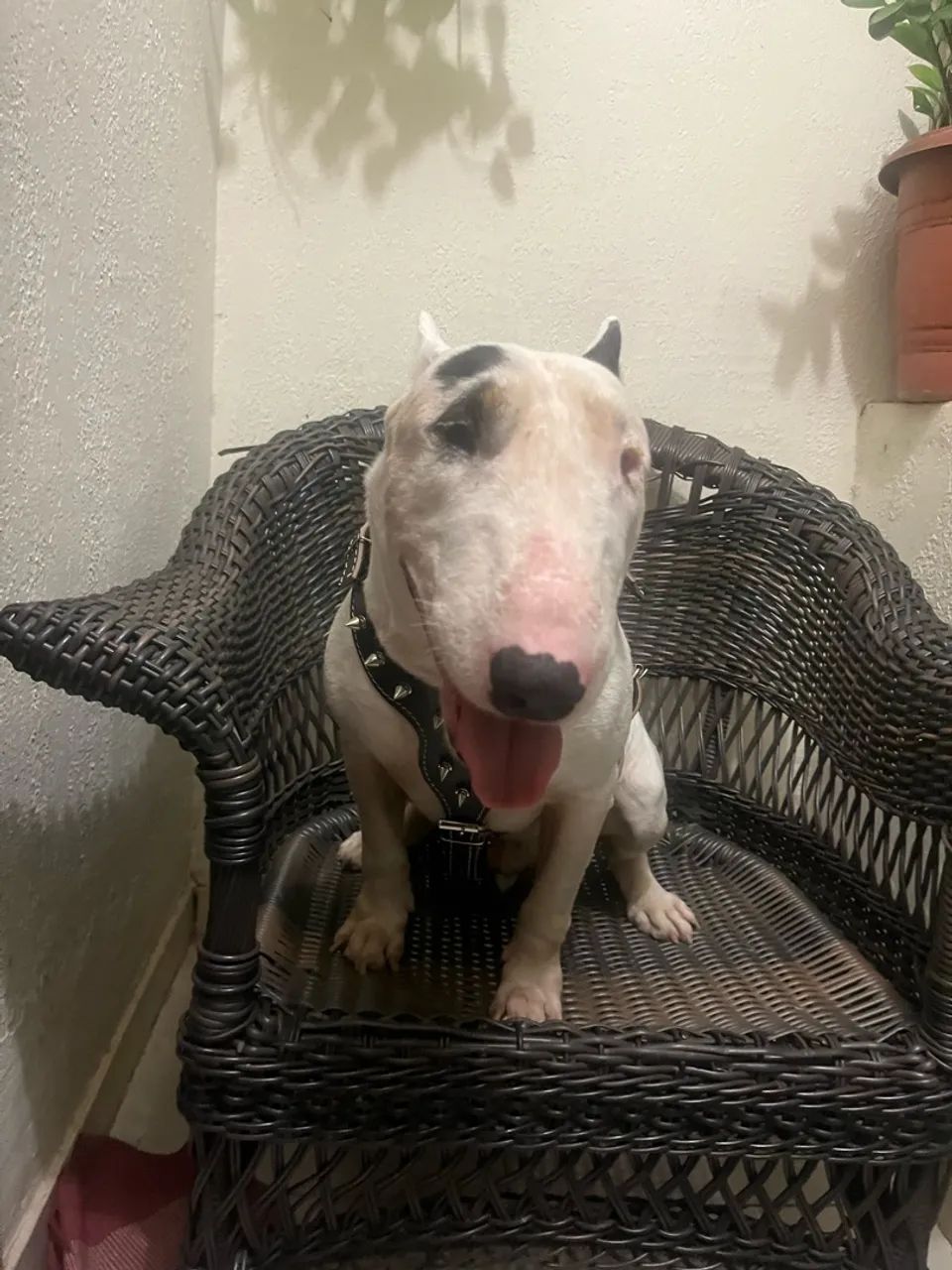 Bull terrier inglês  - Foto 3