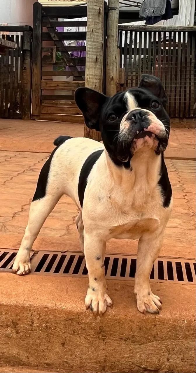 Buldogue francês  - Foto 5