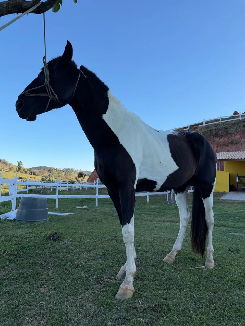 Vendo cavalo garanhão, campolino, pampa de preto e branco - Foto 4