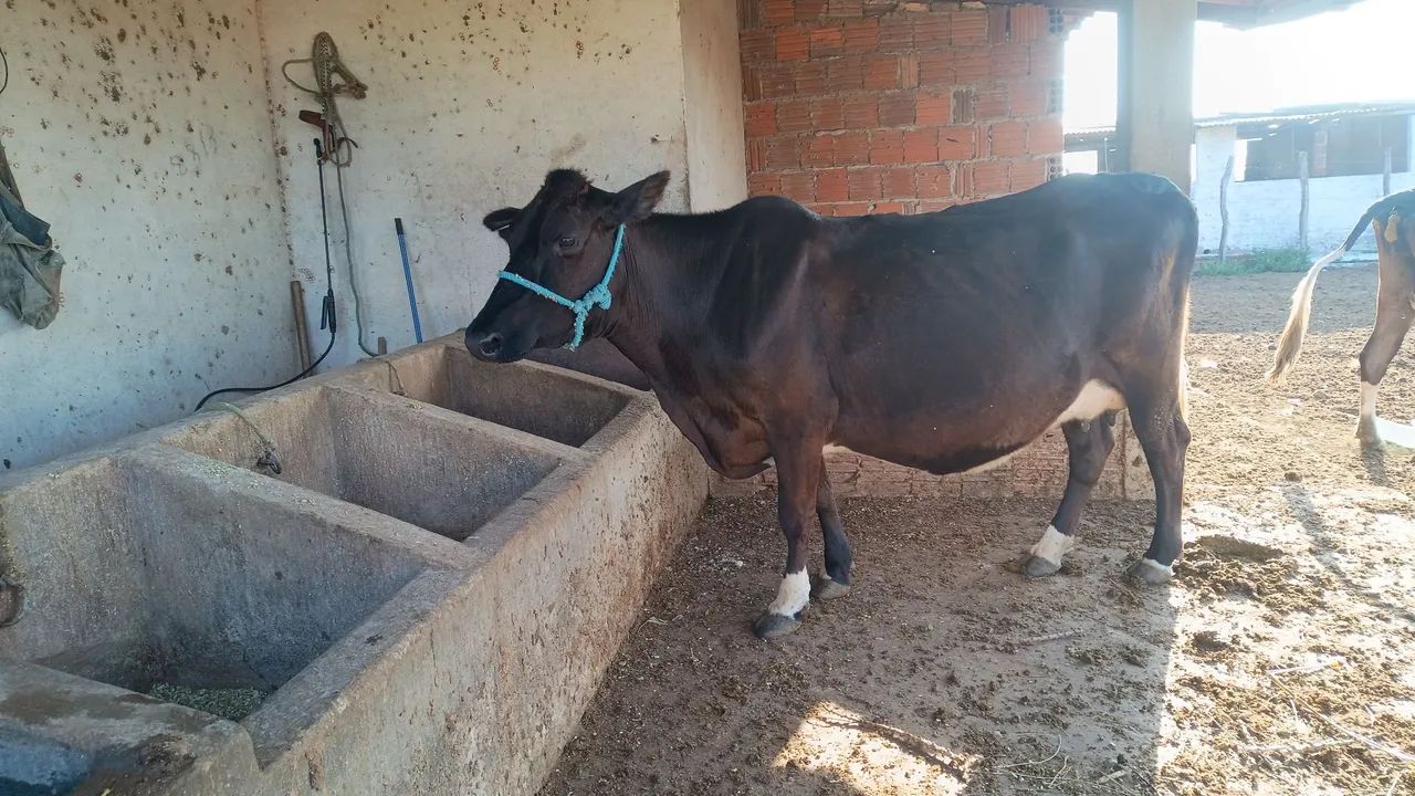 Vaca - Foto 2