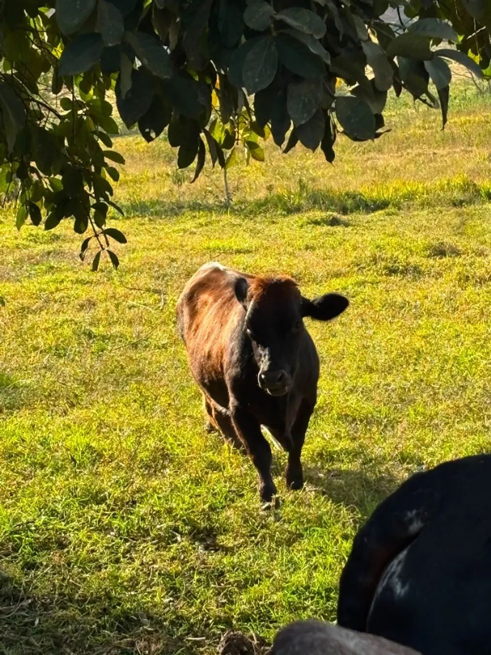 VACAS - Foto 3