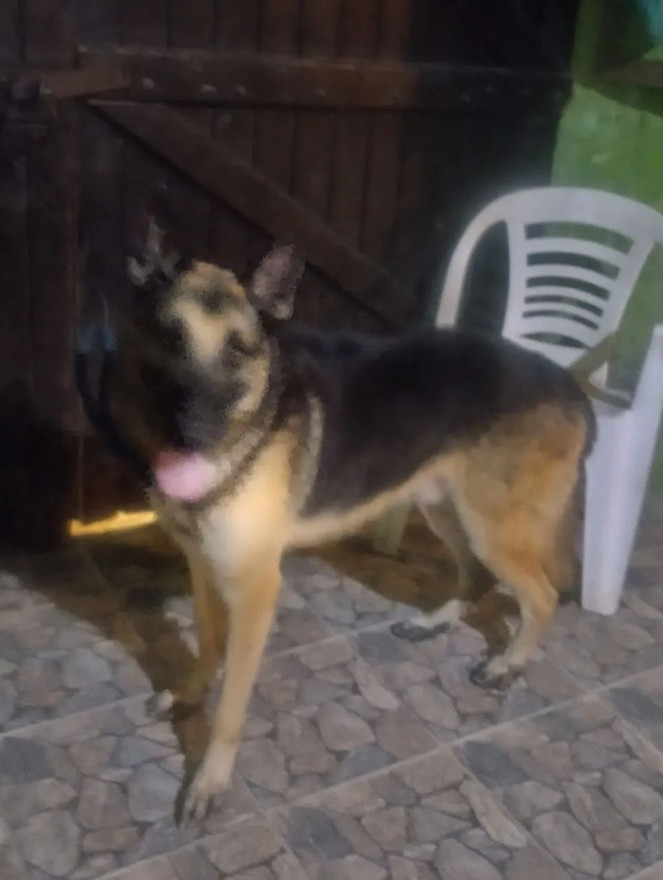 Pastor Capa Preta Macho (Cartão até 12x)