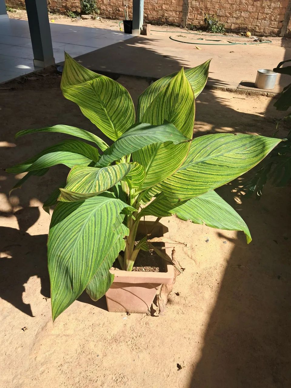 Planta 