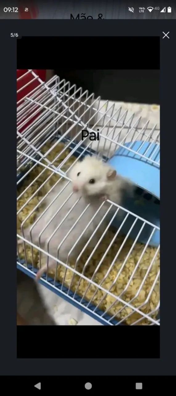 Hamster Sírio 