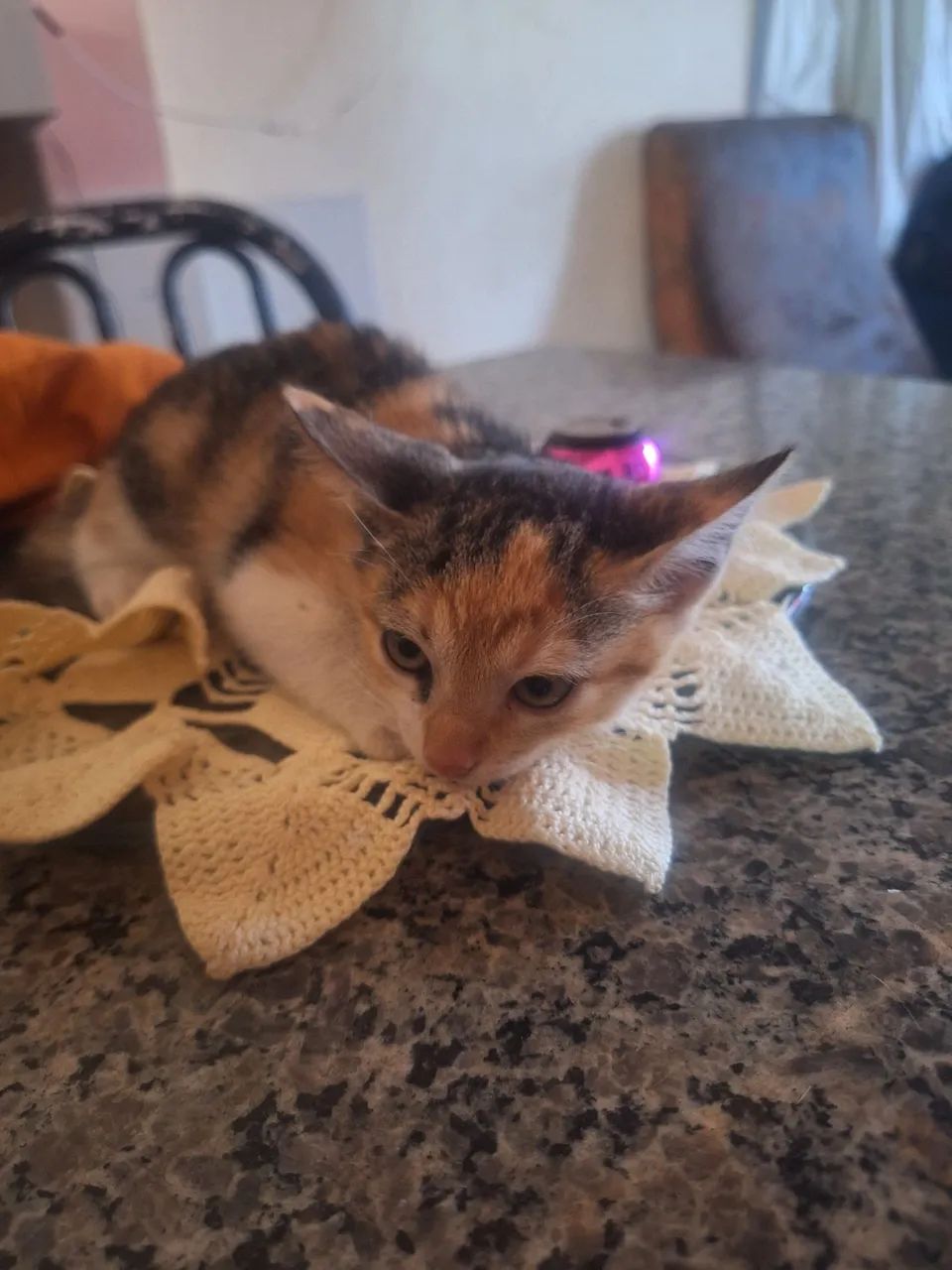 Doação de uma gata de chita. - Foto 3