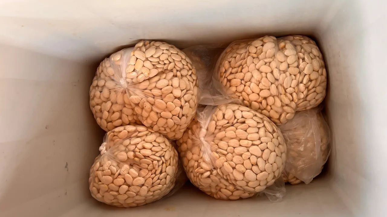 Fava branca graúda  - Foto 4
