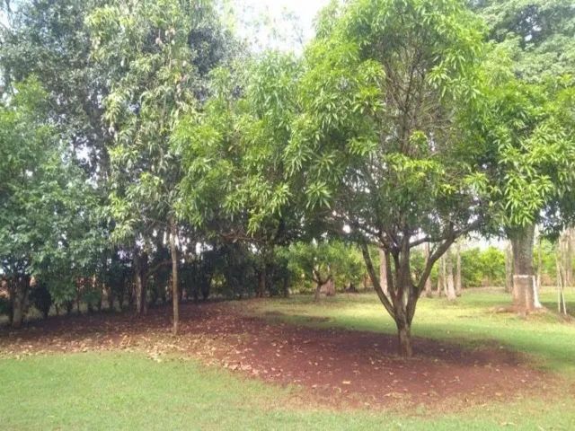 Sitio a venda sp Regiao Ribeirao Preto Sales de Oliveira montado 4.3 ha   - Foto 10