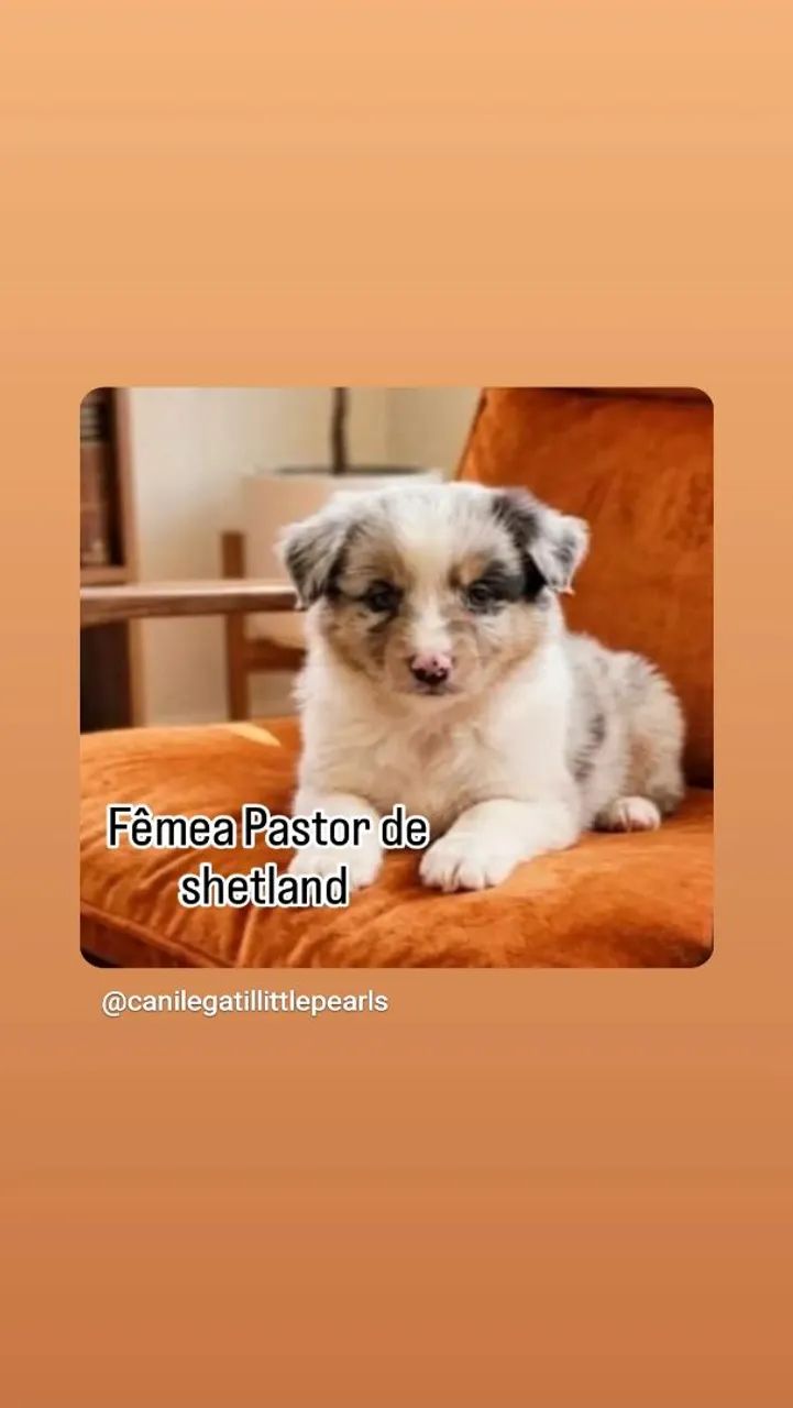 Pastor de shetland 
