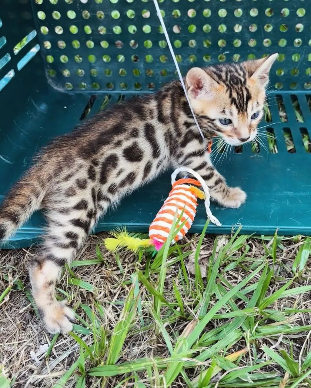 BENGAL CAT FÊMEA  - Foto 2