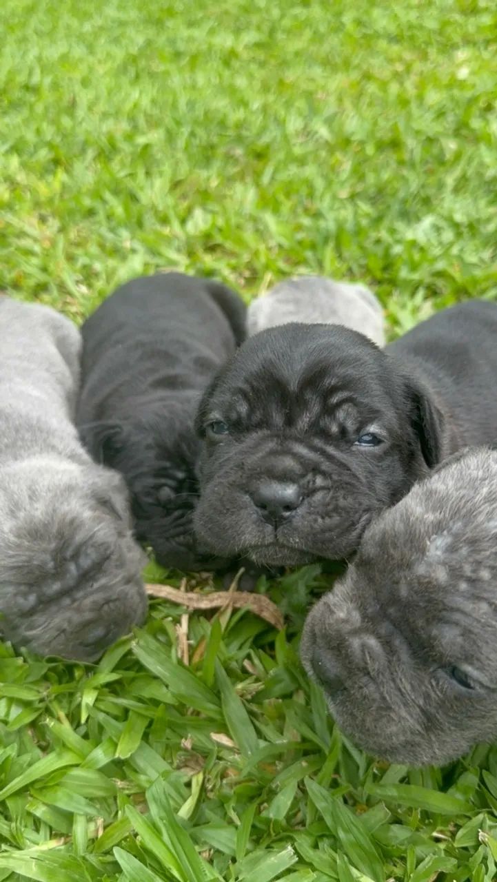 Filhotes Cane Corso Italiano  - Foto 4