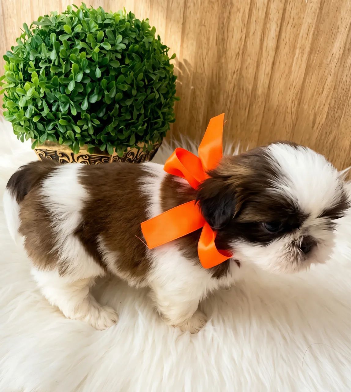 Filhotes de shihtzu  - Foto 5