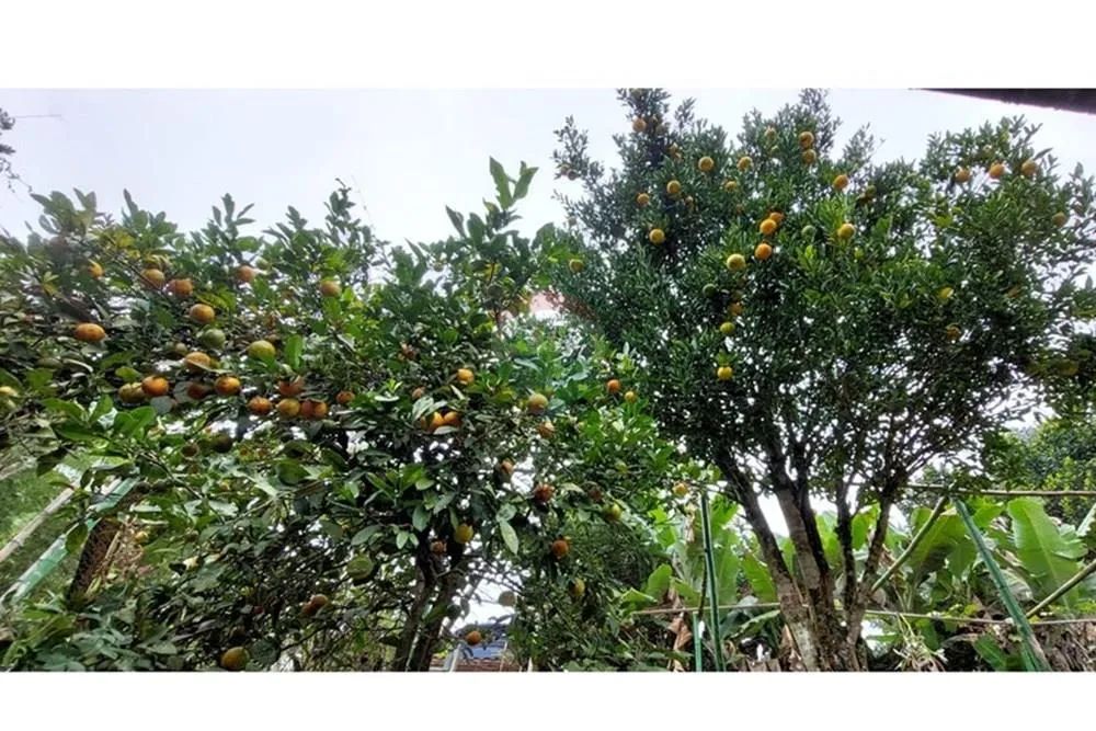 Chácara à venda em Mauá - Foto 5