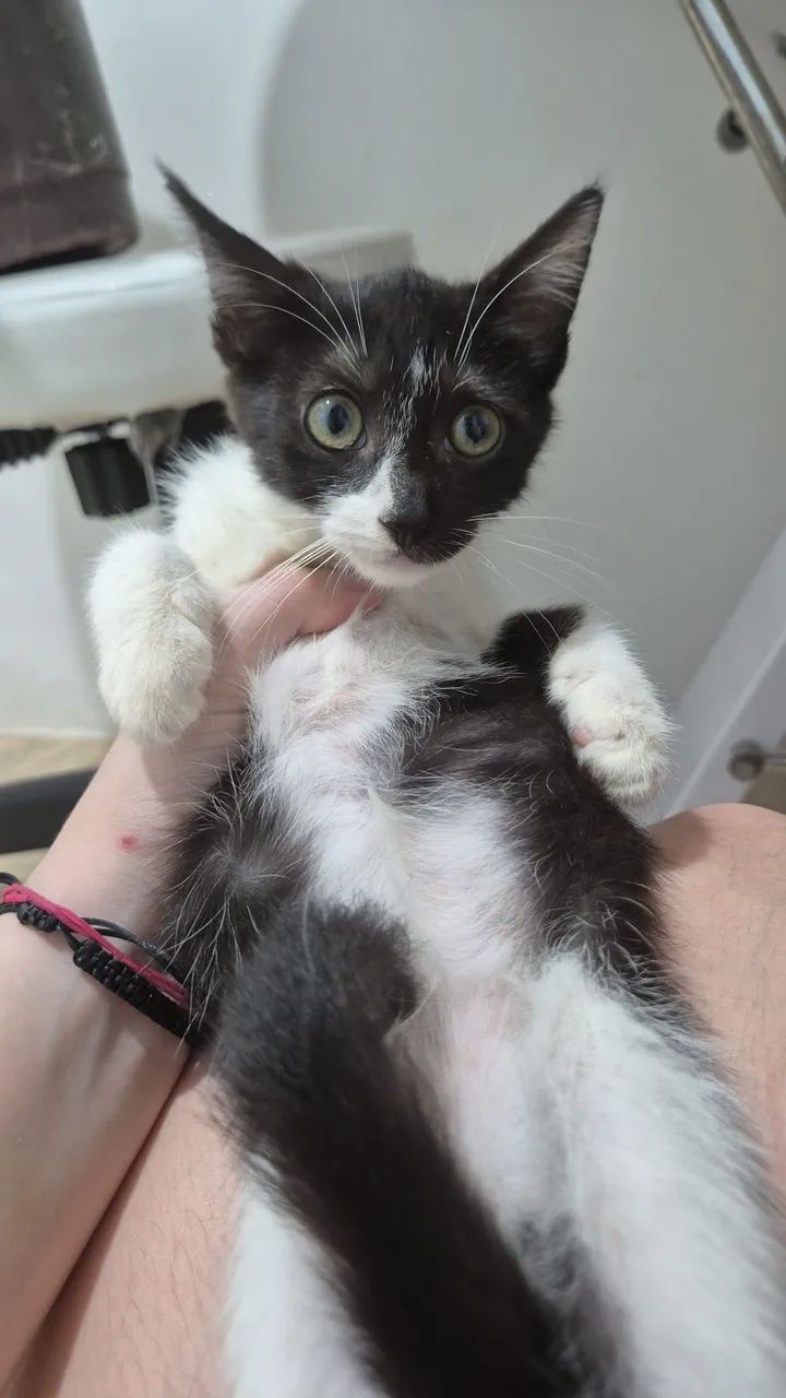 Gatinho macho 4 meses  - Foto 2