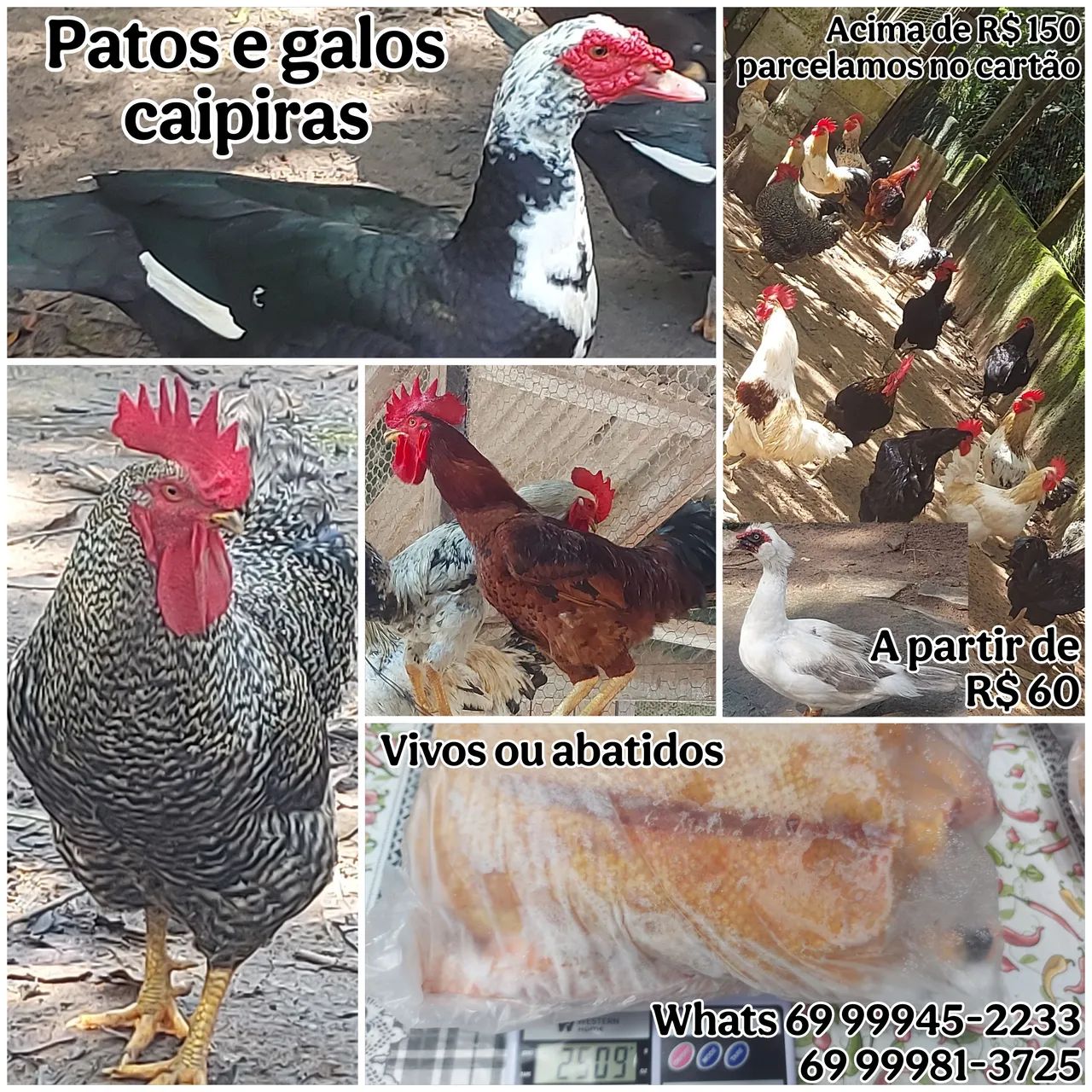 Aves Caipiras - Foto 2