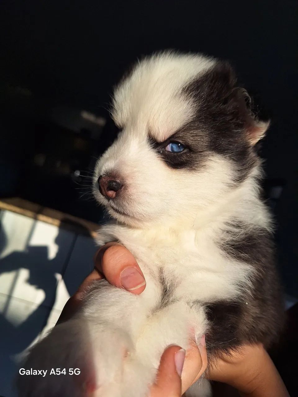 Cachorros  - Foto 3
