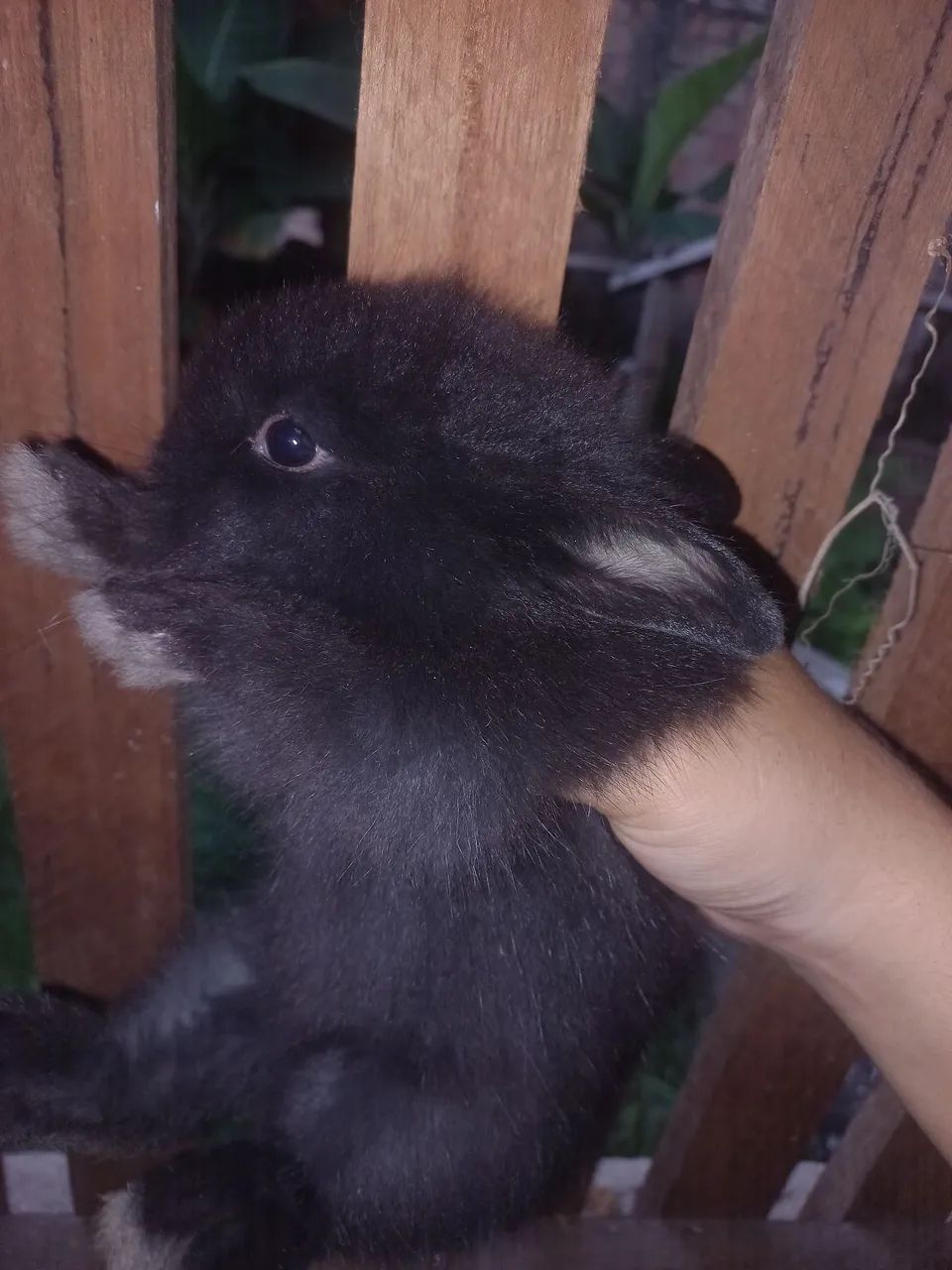 Coelhos filhotes  - Foto 6
