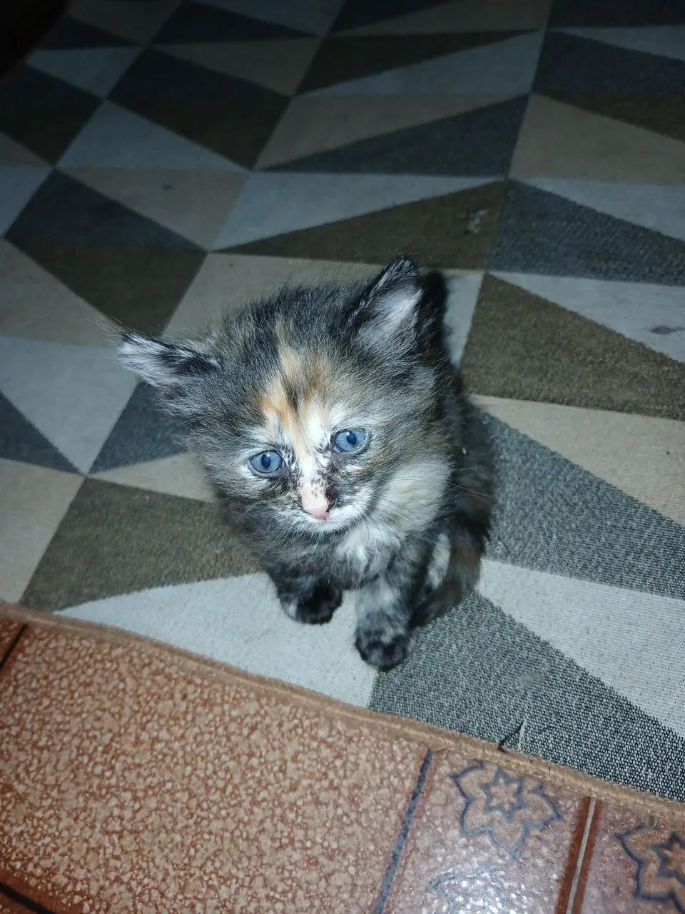 DOAÇÃO DE GATA FÊMEA 