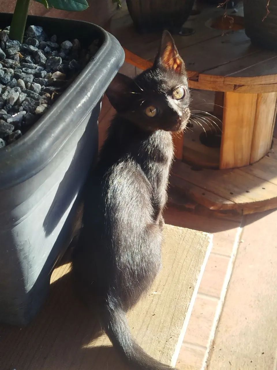 Adoçao - Foto 4