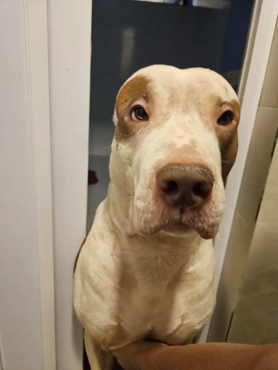 Cão para adoção  - Foto 2